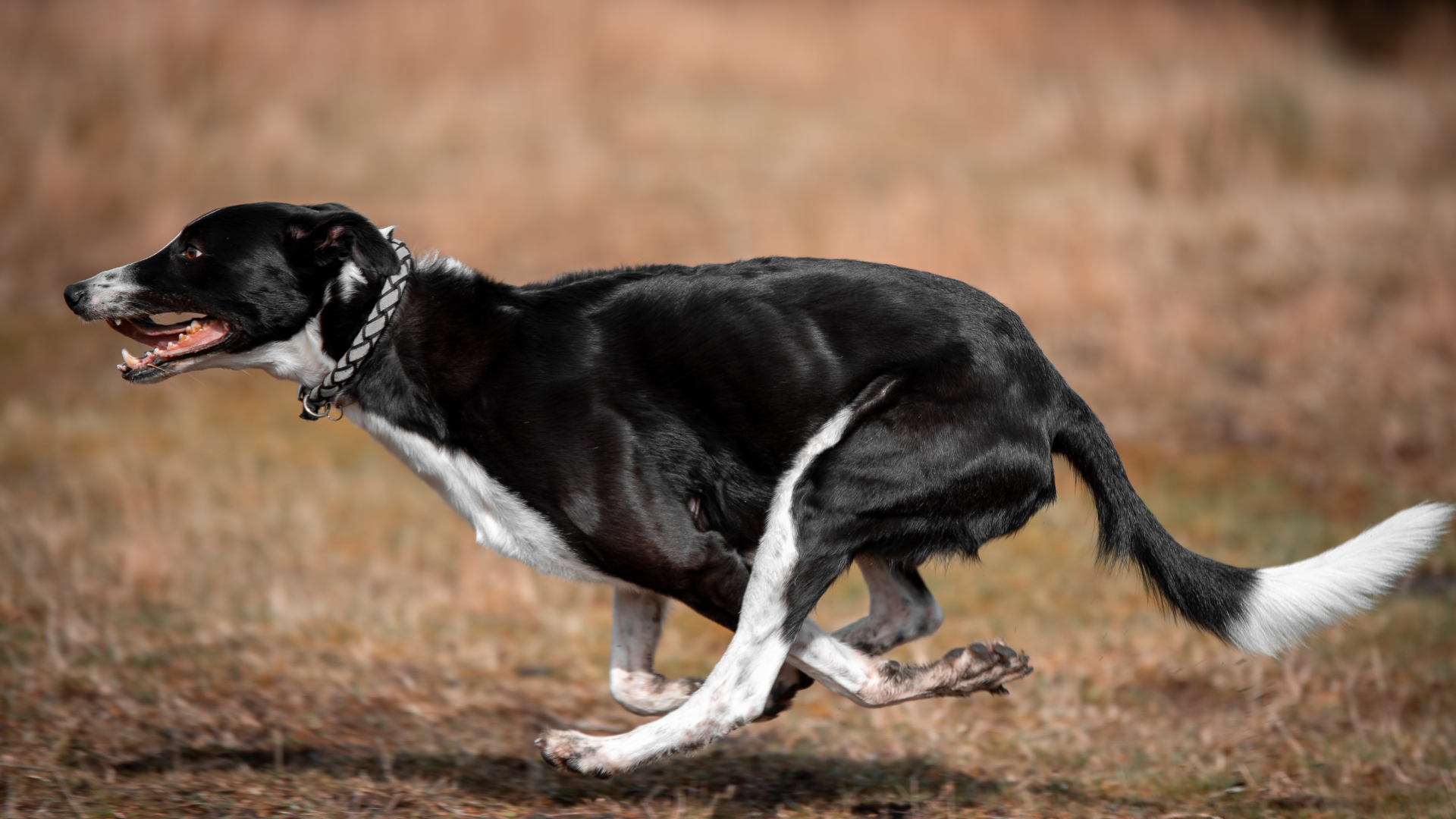 Physiologie des Hundes