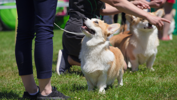 Rassekunde Hund
