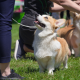 Rassekunde Hund