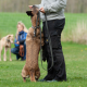 Selbststaendig als Hundetrainer