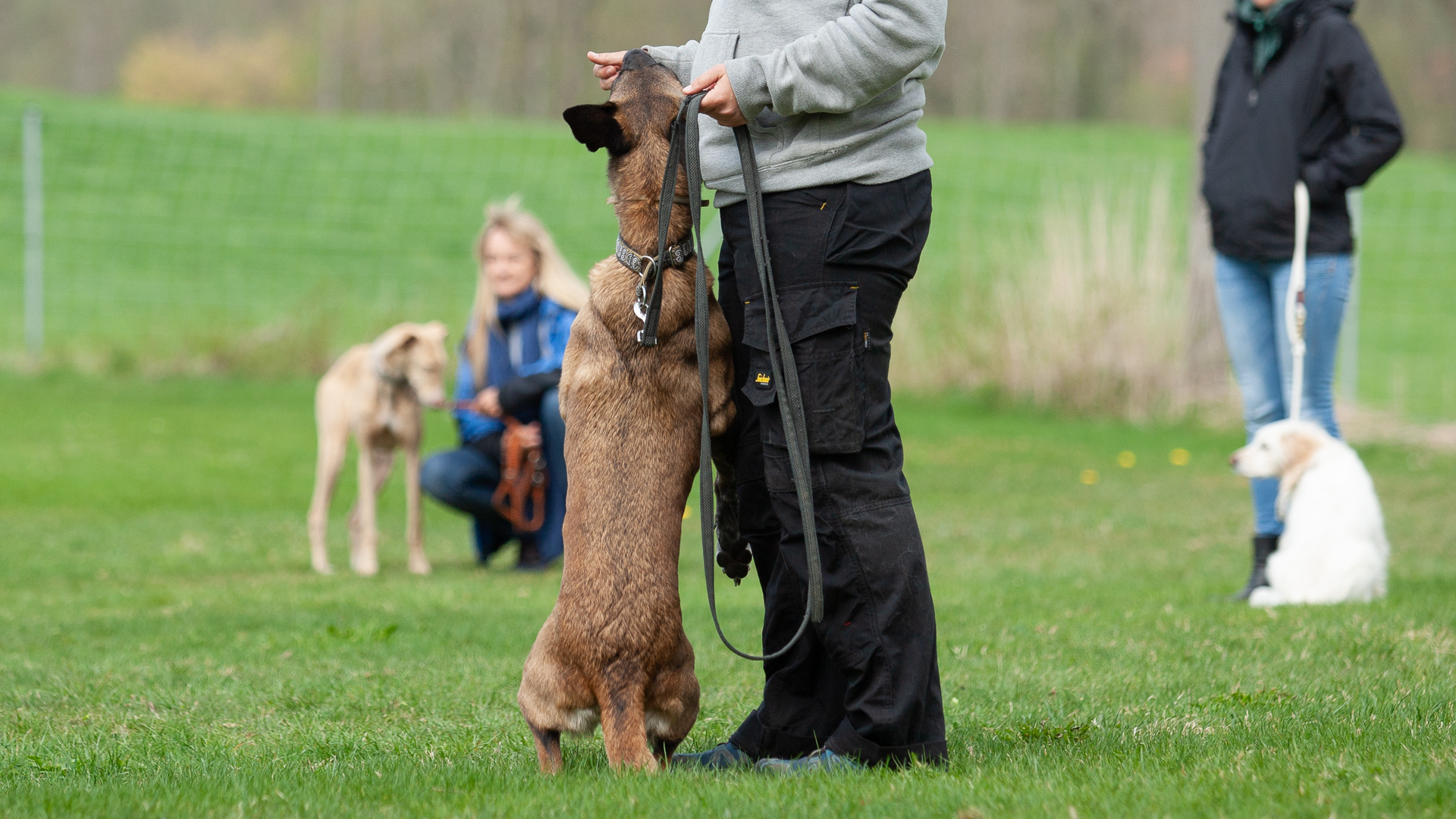 Selbststaendig als Hundetrainer