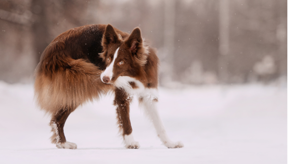 Stoerungen beim Hund - Hund beißt in seine eigene Rute