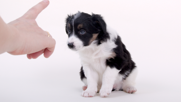 Strafreize beim Hund - Welpe macht Sitz