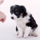 Strafreize beim Hund - Welpe macht Sitz