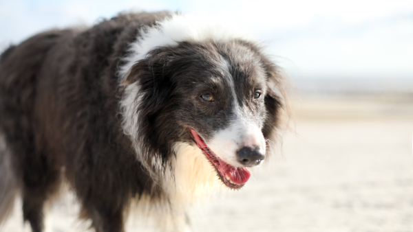 Gestresster Hund