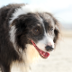 Gestresster Hund