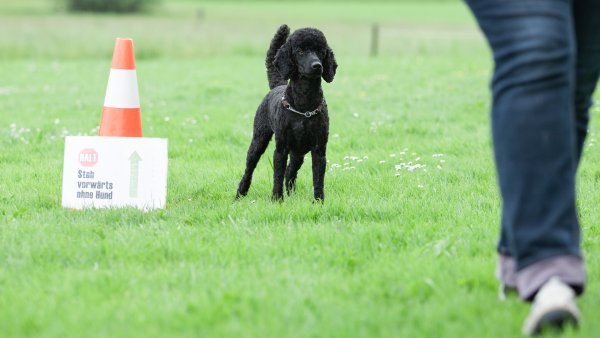 Uebungsaufbau Hund