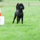 Uebungsaufbau Hund