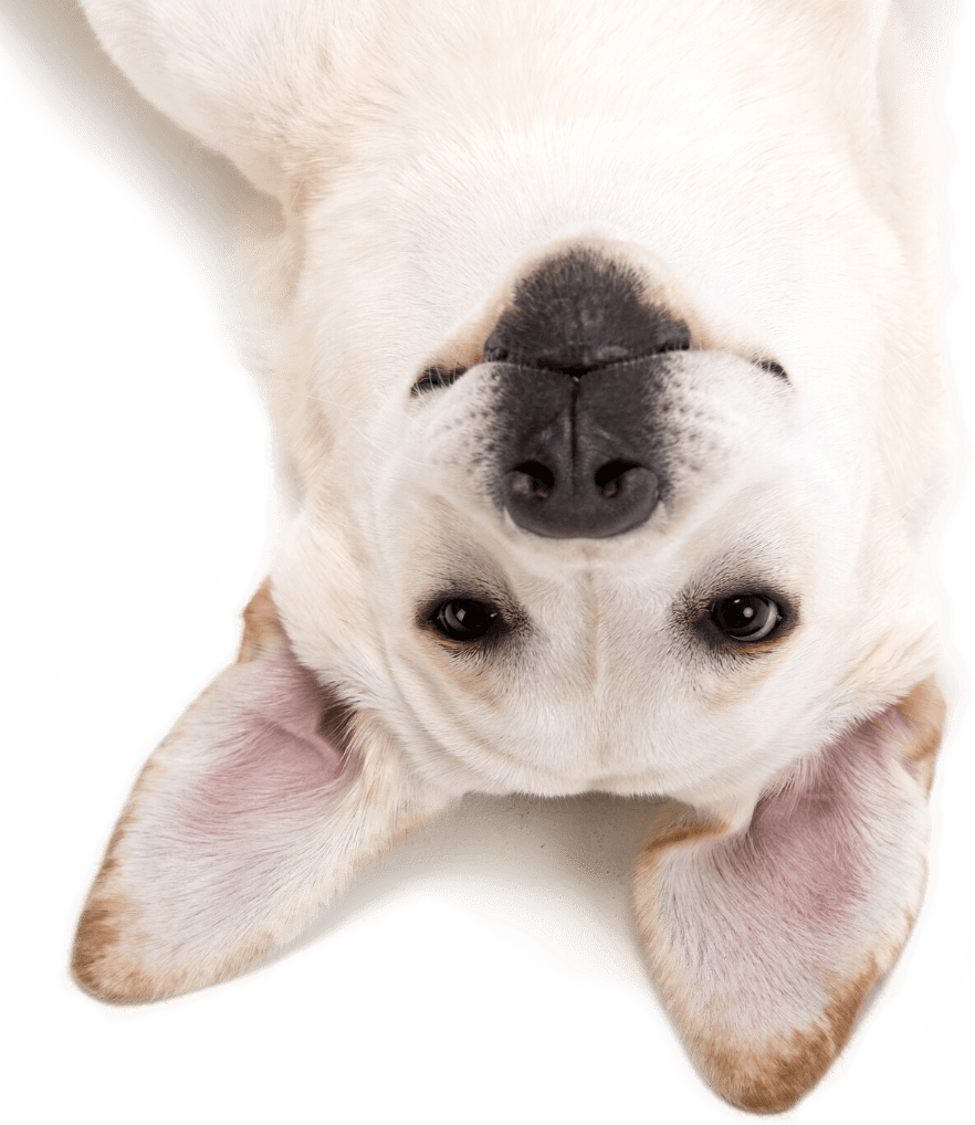 Hund über Kopf