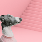 Ein kleiner Windhund steht vor einer steilen Treppe und schaut skeptisch nach oben