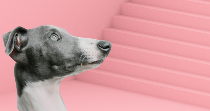 Ein kleiner Windhund steht vor einer steilen Treppe und schaut skeptisch nach oben