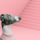 Ein kleiner Windhund steht vor einer steilen Treppe und schaut skeptisch nach oben