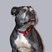 Ein Hunde einer Molosser-Hunderasse, vielleicht von eder Rasse Amstaff oder Pitbull ein Mix. Er guckt etwas zurückhaldend und vorsichtig züngelnd nach oben rechts. Er ist grau mit weißem Latz.