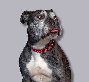 Ein Hunde einer Molosser-Hunderasse, vielleicht von eder Rasse Amstaff oder Pitbull ein Mix. Er guckt etwas zurückhaldend und vorsichtig züngelnd nach oben rechts. Er ist grau mit weißem Latz.