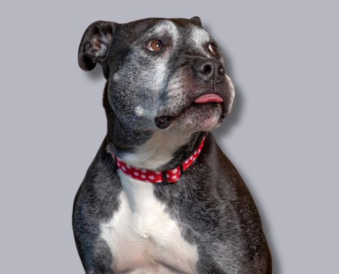 Ein Hunde einer Molosser-Hunderasse, vielleicht von eder Rasse Amstaff oder Pitbull ein Mix. Er guckt etwas zurückhaldend und vorsichtig züngelnd nach oben rechts. Er ist grau mit weißem Latz.