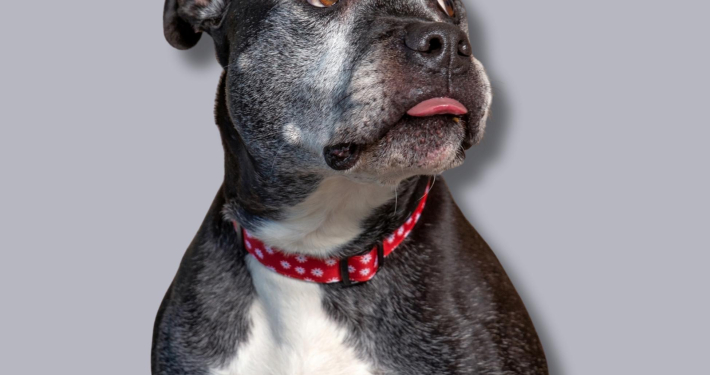 Ein Hunde einer Molosser-Hunderasse, vielleicht von eder Rasse Amstaff oder Pitbull ein Mix. Er guckt etwas zurückhaldend und vorsichtig züngelnd nach oben rechts. Er ist grau mit weißem Latz.