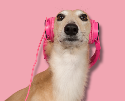 Ein Windhund vor rosa Hintergrund guckt etwas skeptisch, auf seinen zurückgeklappten Ohren hat er pinke Kopfhörer