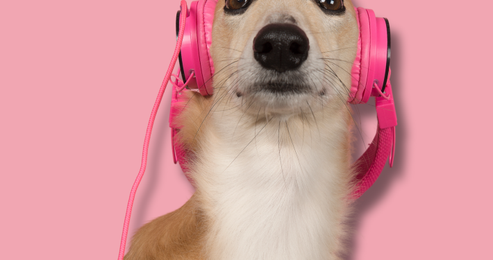 Ein Windhund vor rosa Hintergrund guckt etwas skeptisch, auf seinen zurückgeklappten Ohren hat er pinke Kopfhörer