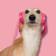 Ein Windhund vor rosa Hintergrund guckt etwas skeptisch, auf seinen zurückgeklappten Ohren hat er pinke Kopfhörer