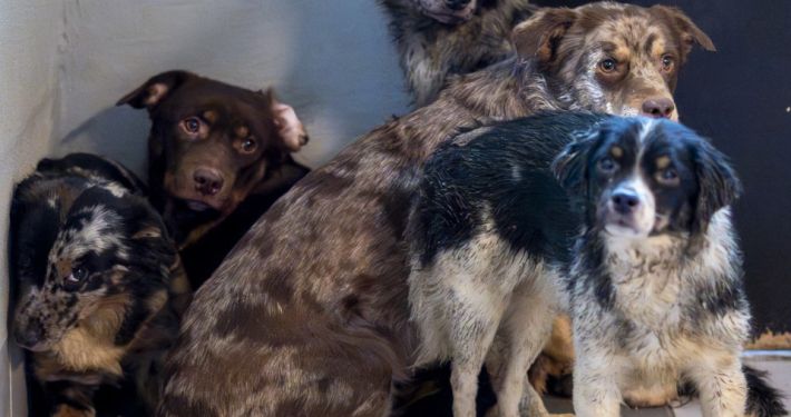 147 Hunde - KynoLogisch.net