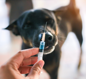 Ein schwarzer Hund und eine Spritze