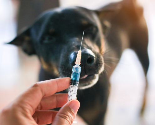 Ein schwarzer Hund und eine Spritze