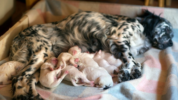 Grundlagen der Zucht