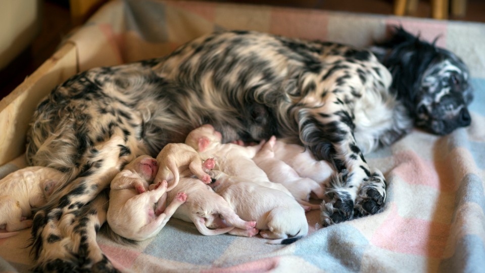 Grundlagen der Zucht