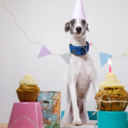 Ein Windhund steht glücklich neben einer Reihe Geburtstagstörtchen mit Kerze und im Hintergrund Girlanden