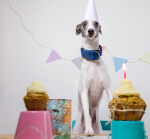 Ein Windhund steht glücklich neben einer Reihe Geburtstagstörtchen mit Kerze und im Hintergrund Girlanden