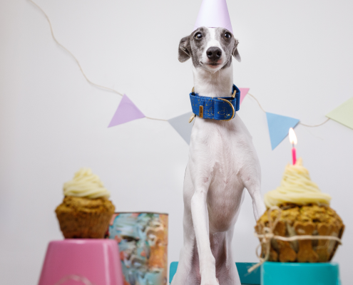 Ein Windhund steht glücklich neben einer Reihe Geburtstagstörtchen mit Kerze und im Hintergrund Girlanden
