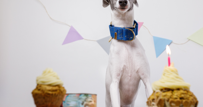 Ein Windhund steht glücklich neben einer Reihe Geburtstagstörtchen mit Kerze und im Hintergrund Girlanden