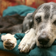 Demenz beim Hund - Science Series Webinar - KynoLogisch