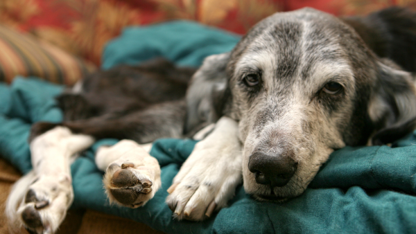 Demenz beim Hund - Science Series Webinar - KynoLogisch