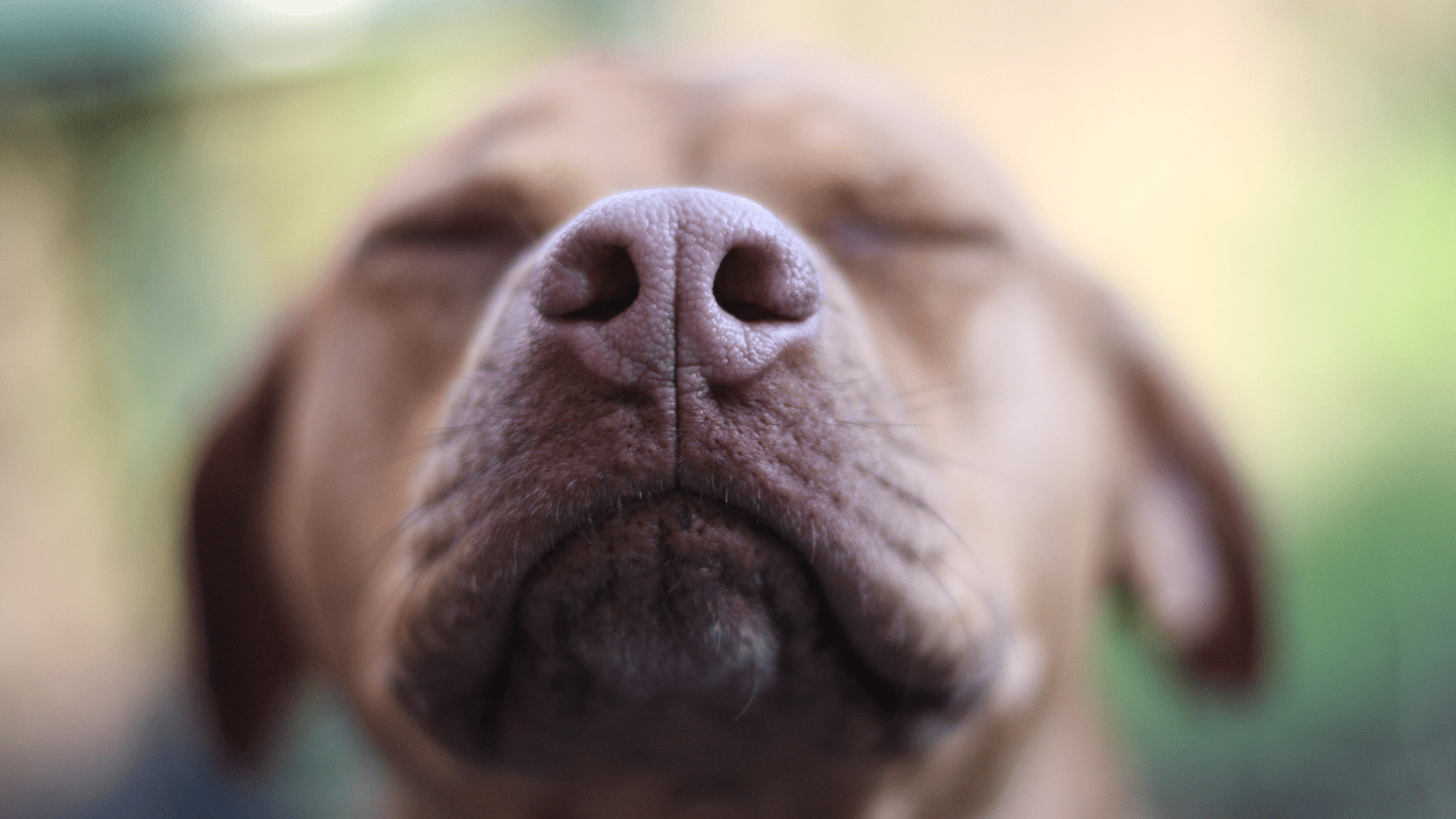 Nahaufnahme der Nase eines Artenspürhundes