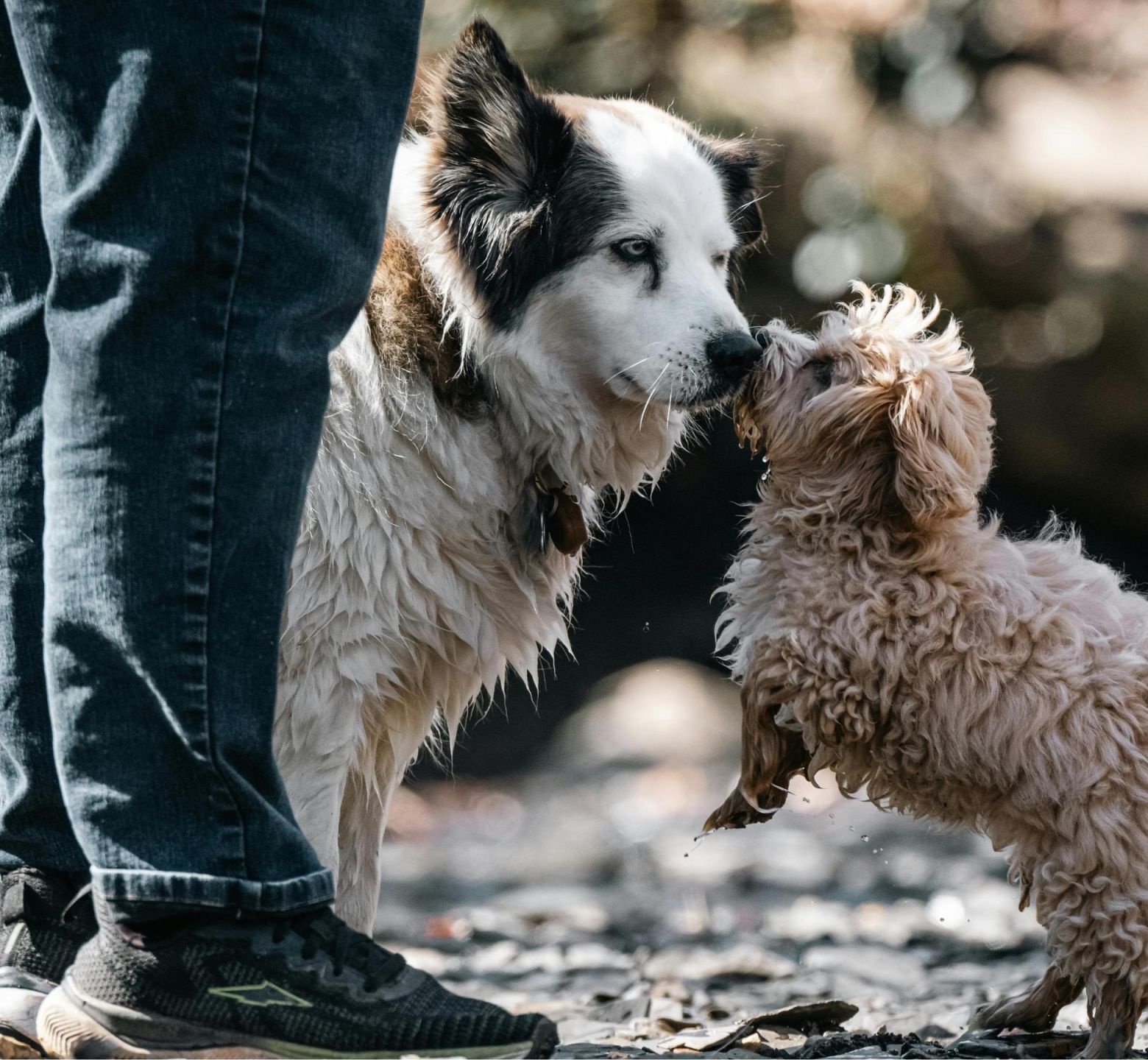 Info-Abend: Die Ausbildung Hundetrainer*in bei KynoLogisch