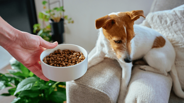 Hund mit Futtermittelallergie