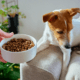 Hund mit Futtermittelallergie