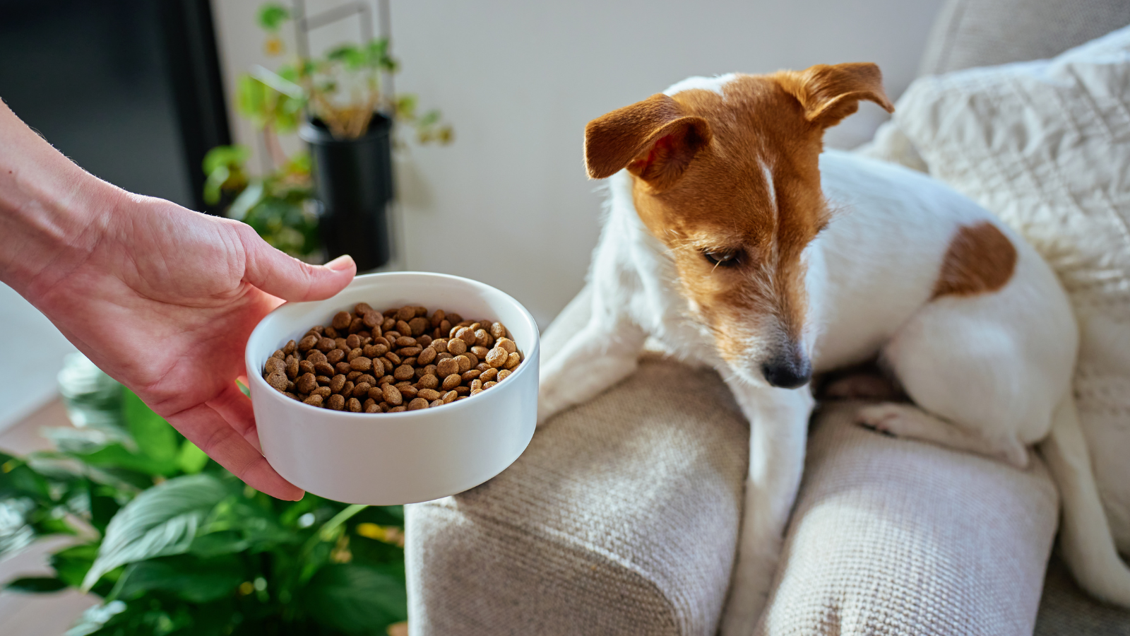 Hund mit Futtermittelallergie